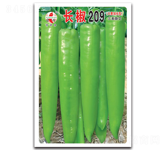長(zhǎng)椒209-辣椒種子-蕭研種業(yè)