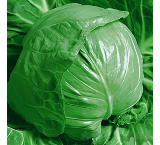 �G���{-���{�N��-��Ʒ�r�I(y��)