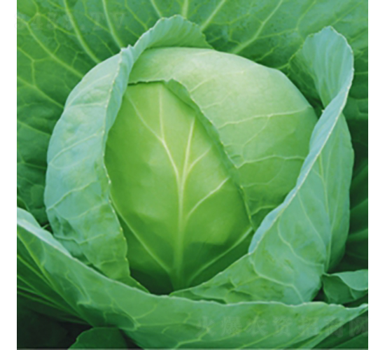 荷蘭綠球5號(hào)-甘藍(lán)種子-金品農(nóng)業(yè)