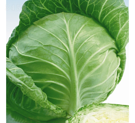 ���m�G��-���{�N��-��Ʒ�r�I(y��)