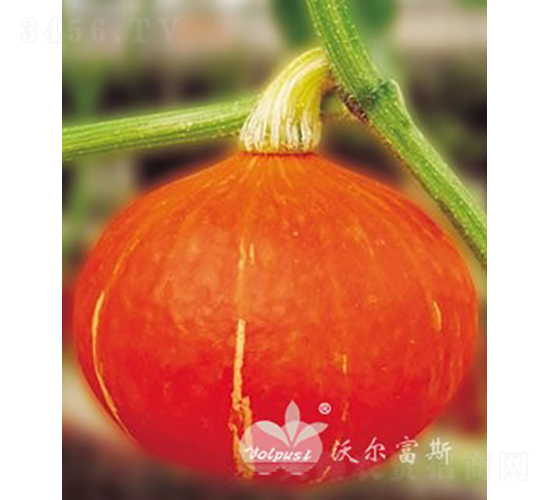 �S������̖F1���M�ڸ߮a(ch��n)�tƤ�A�Ϲϣ�-�ϹϷN��-�֠���˹