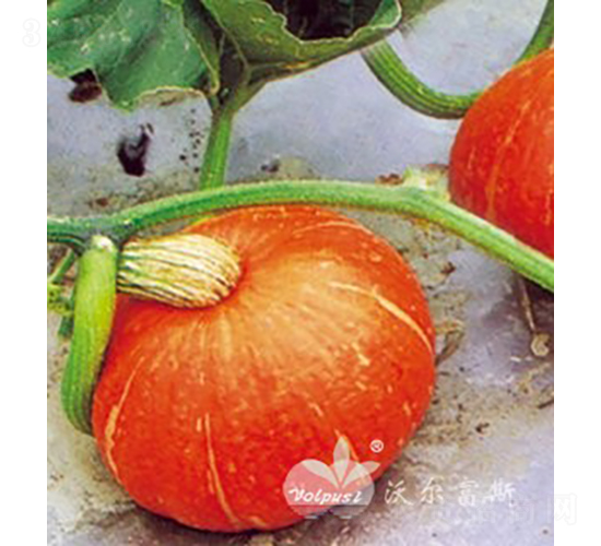 �_���|��F1���߮a��Ʒ�|�tƤ�A�Ϲϣ�-�ϹϷN��-�֠���˹