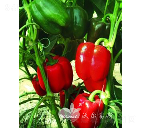 紅歐娜F1（進(jìn)口高產(chǎn)綠轉(zhuǎn)紅甜椒品種）-甜椒種子-沃爾富斯