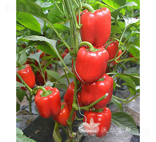 �t�_��F1���紺�����Ӽ�Խ���߮a(ch��n)�tɫ�𽷣�-�𽷷N��-�֠���˹