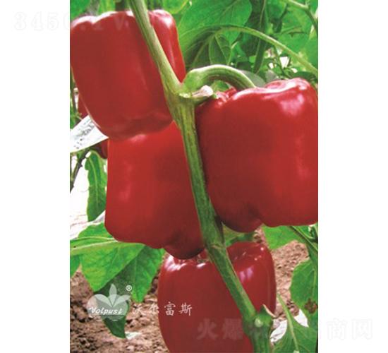 紅世紀(jì)F1（越夏甜椒）-甜椒種子-沃爾富斯