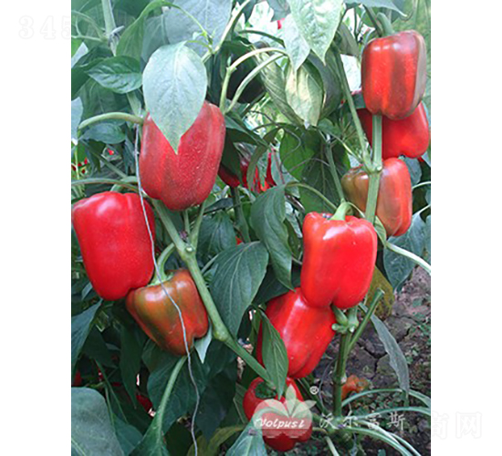 �t�_�ȶ�̖F1���ﶬ�����o����Ʒ�N��-�𽷷N��-�֠���˹