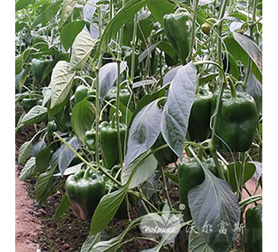 ����һ̖(h��o)F1���߮a(ch��n)��Ʒ�N��-�𽷷N��-�֠���˹