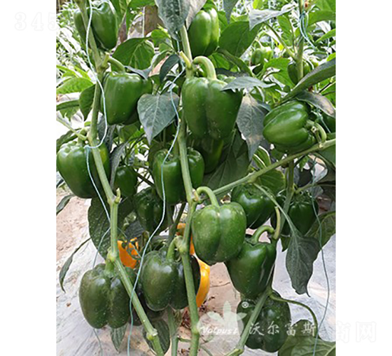 ��˼�_��̖F1����Ӳ����Ʒ�N��-�𽷷N��-�֠���˹