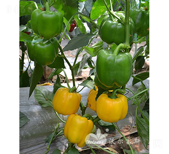 黃羅夢F1（高產方形黃色甜椒）-甜椒種子-沃爾富斯