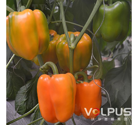 黃歐娜二號F1（進口黃色甜椒）-甜椒種子-沃爾富斯