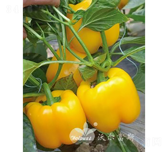 黃妃F1（早春、秋延及越冬高產(chǎn)黃色甜椒）-甜椒種子-沃爾富斯