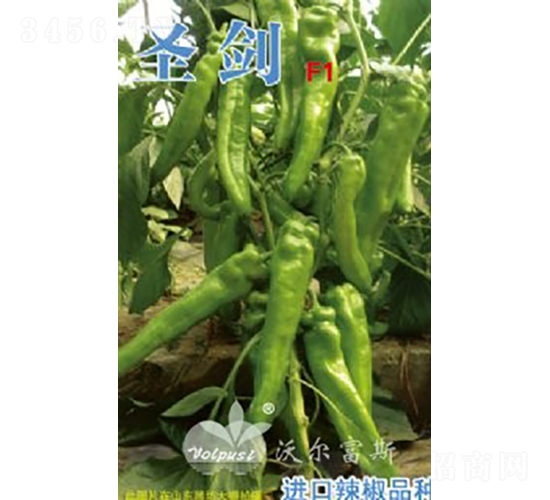 圣劍F1（進(jìn)口粗長(zhǎng)大羊角辣椒）-辣椒種子-沃爾富斯