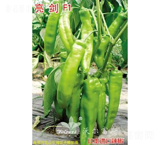 亮劍F1（高產(chǎn)粗長(zhǎng)大羊角辣椒）-辣椒種子-沃爾富斯