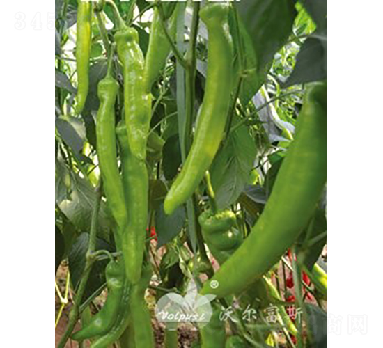 �ֽ�һ̖F1��Խ������Ʒ�N��-�����N��-�֠���˹