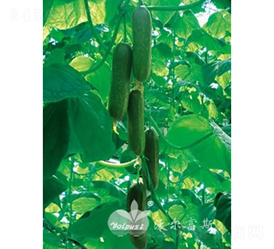 寶貝二號(hào)F1（水果黃瓜）-黃瓜種子-沃爾富斯