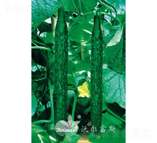 博優(yōu)二號F1（越冬、早春高產(chǎn)耐寒黃瓜）-黃瓜種子-沃爾富斯