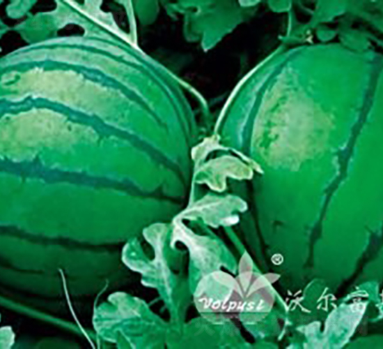春盈F1（早熟大棚西瓜品種）-西瓜種子-沃爾富斯