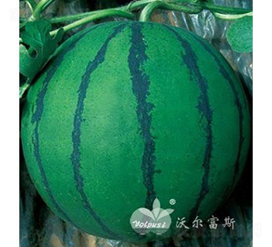 ԁ��F1���_���P������Ʒ�N��-���ϷN��-�֠���˹