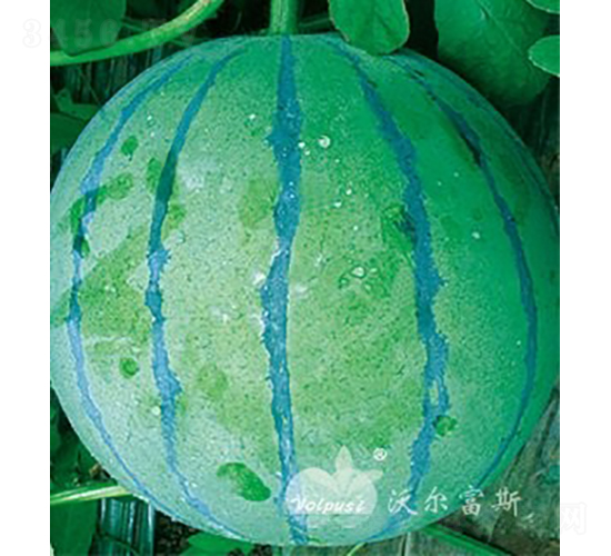 萬(wàn)寶F1（高產(chǎn)花皮京欣類型西瓜品種）-西瓜種子-沃爾富斯
