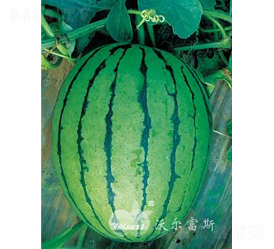 早春秀玉二號F1（禮品西瓜）-西瓜種子-沃爾富斯