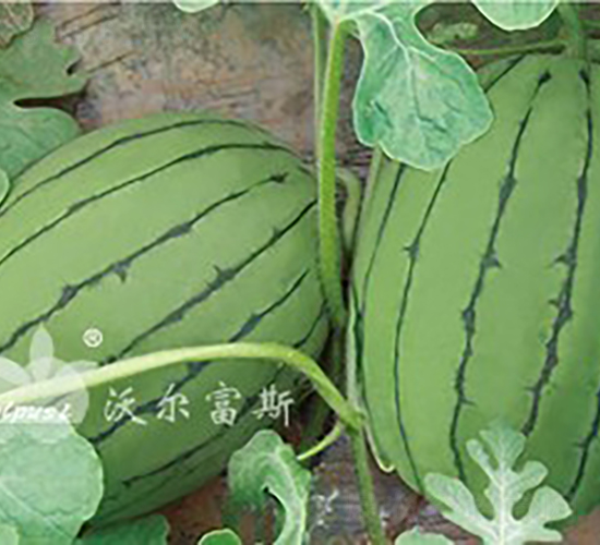 春秋紅F1（早春紅玉類型禮品西瓜）-西瓜種子-沃爾富斯