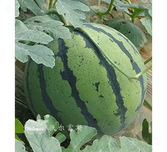 欣帥F1（高產花皮大西瓜）-西瓜種子-沃爾富斯