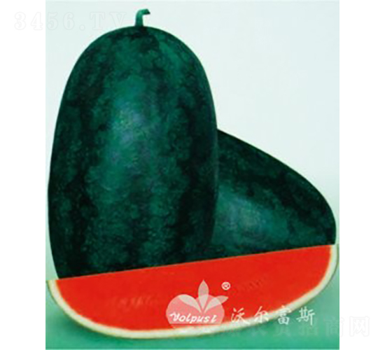 臺灣大果黑美人F1（高產暢銷黑皮禮品西瓜）-西瓜種子-沃爾富斯