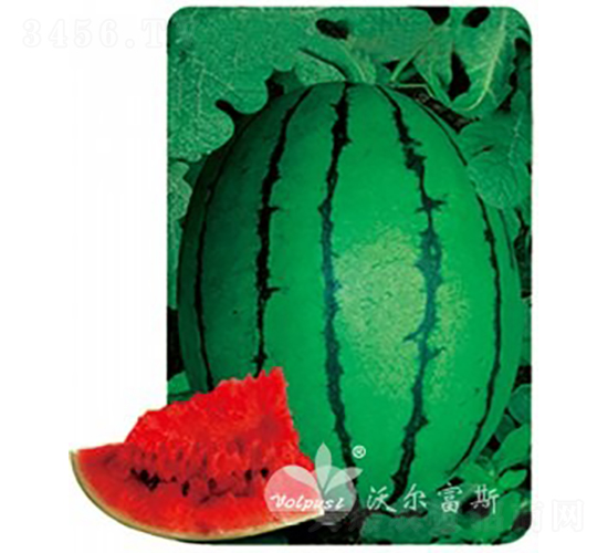 早春秀玉F1（大果早春紅玉類(lèi)禮品西瓜）-西瓜種子-沃爾富斯