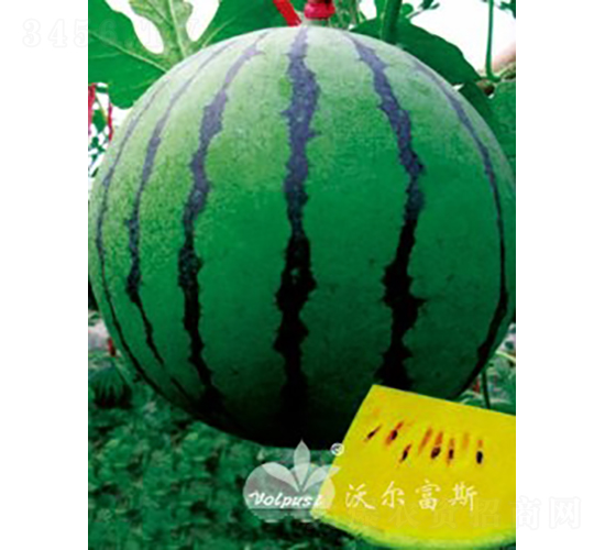 黃晶F1（高產(chǎn)早熟大果黃肉西瓜）-西瓜種子-沃爾富斯