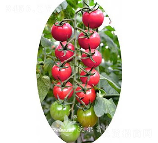 ��ؐ��101F1���߮a(ch��n)�۹�С���ѣ�-���ѷN��-�֠���˹