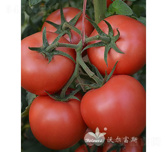 ������F1�������x�۹����ѣ�-���ѷN��-�֠���˹