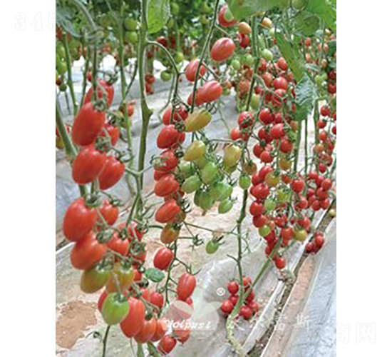 ���؋�һ̖(h��o)F1����Ʒ�|(zh��)�۹�С���ѣ�-���ѷN��-�֠���˹