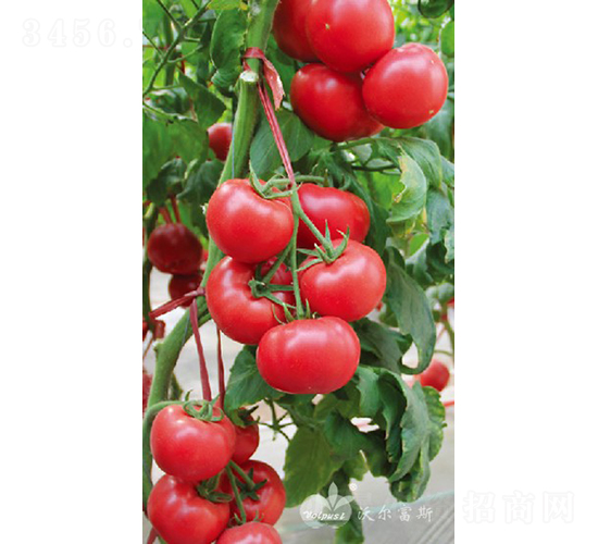 ����һ̖F1���۹����ѣ�-���ѷN��-�֠���˹