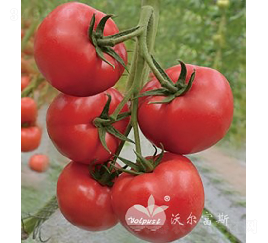 ������̖F1����TY�۹����ѣ�-���ѷN��-�֠���˹