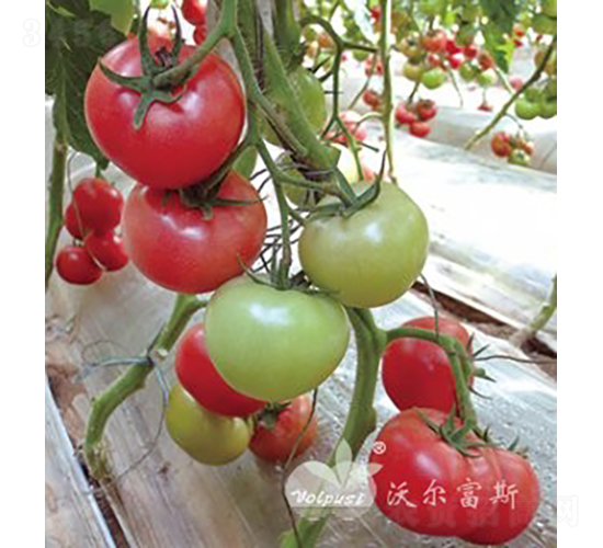 ������̖(h��o)F1����TY�����۹����ѣ�-���ѷN��-�֠���˹