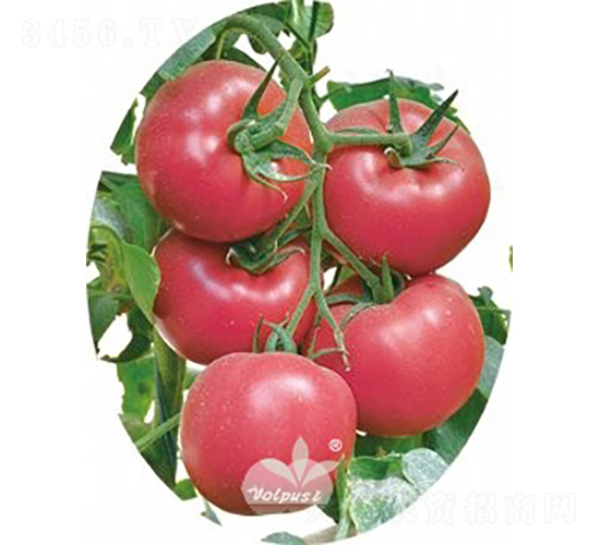 ������̖(h��o)F1����TY�����۹����ѣ�-���ѷN��-�֠���˹