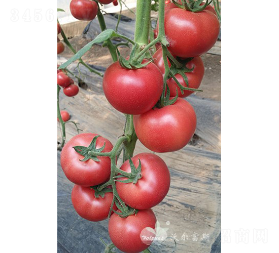 ��������̖(h��o)F1�������x(ch��ng)��Ʒ�|(zh��)�۹����ѣ�-���ѷN��-�֠���˹