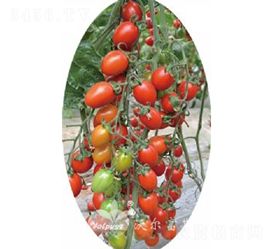 ��������̖(h��o)F1����TY�����t��С���ѣ�-���ѷN��-�֠���˹