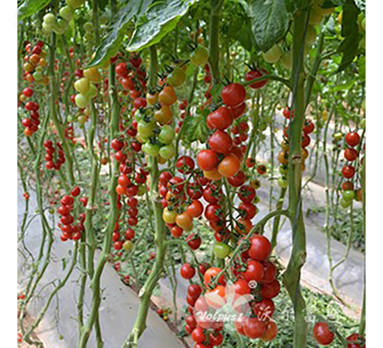 �t����F1����TY�������t���ѣ�-���ѷN��-�֠���˹