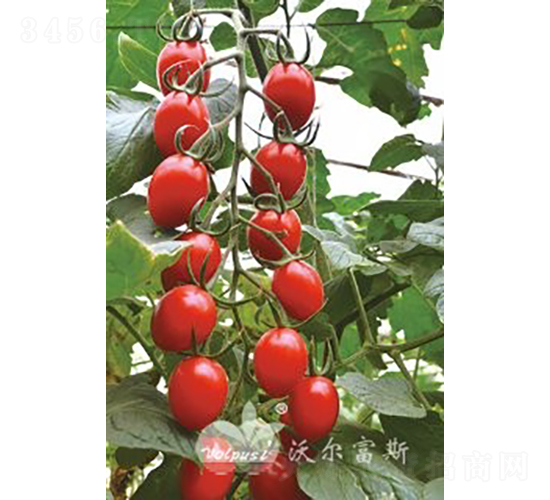 ǧ�t203F1����TY�����t��С���ѣ�-���ѷN��-�֠���˹