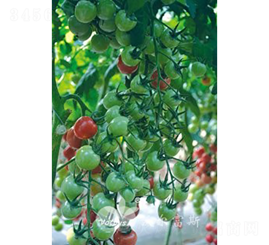 ��ؐ��301F1����TYؐؐ��͈A��С���ѣ�-���ѷN��-�֠���˹