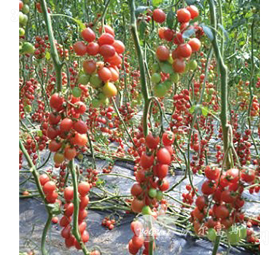 ǧ�ٶ�501F1����TY����ǧ�����С���ѣ�-���ѷN��-�֠���˹