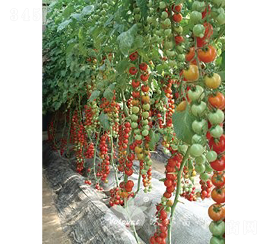 �tؐ��F1���t��С���ѣ�-���ѷN��-�֠���˹