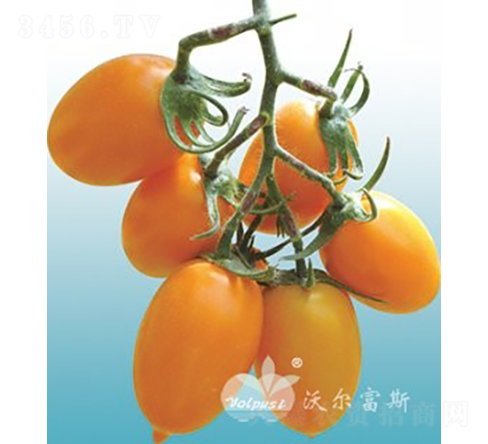 �S����F1���Sɫ�з��ѣ�-���ѷN��-�֠���˹