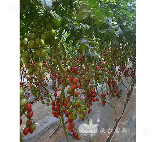 2013F1���߮a(ch��n)��TYǧ����ͷ۹�С���ѣ�-���ѷN��-�֠���˹