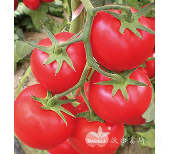 ��t����1086F1���߮a(ch��n)�t�����ѣ�-���ѷN��-�֠���˹