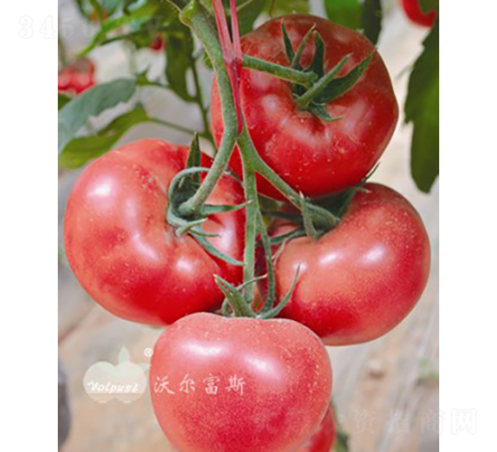 �۱��_F1����TY�۹����ѣ�-���ѷN��-�֠���˹