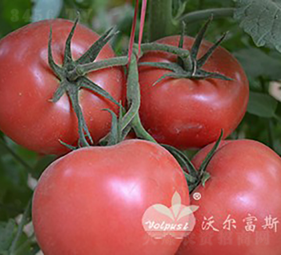 ������̖(h��o)F1����TY�۹����ѣ�-���ѷN��-�֠���˹