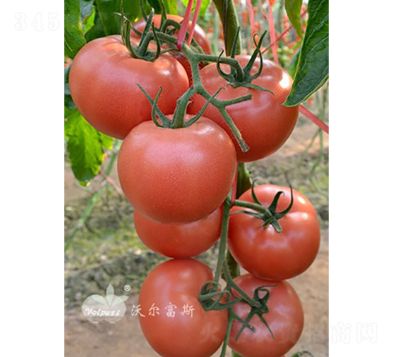 ������F1����TYԽ�Č���Ʒ�N��-���ѷN��-�֠���˹