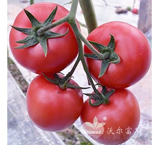 ţ��һ̖F1��ʯ�^�۹����ѣ�-���ѷN��-�֠���˹